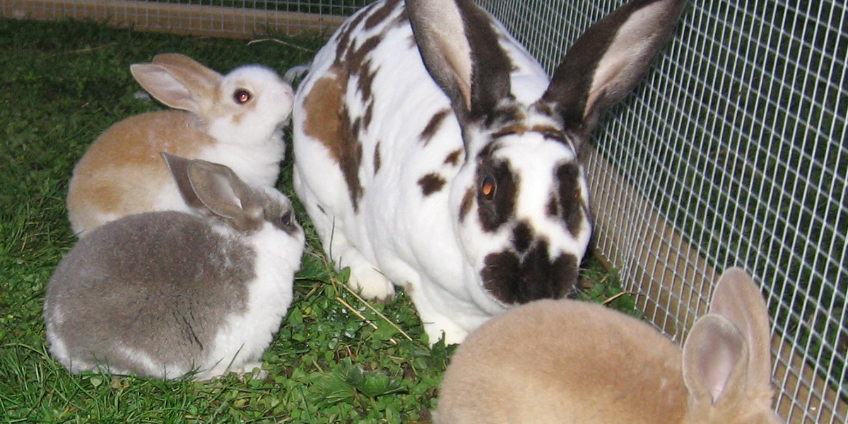 Ecologia del coniglio