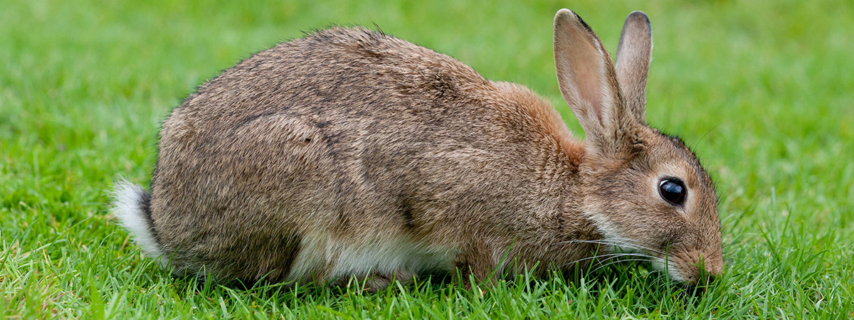 Erbe velenose per conigli