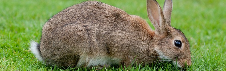 Erbe velenose per conigli