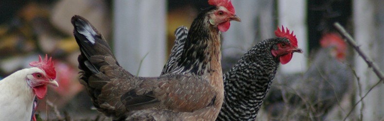 Allevamento familiare di galline e anatre per produrre uova destinate al consumo domestico