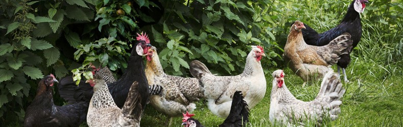 L’allevamento biologico della gallina ovaiola