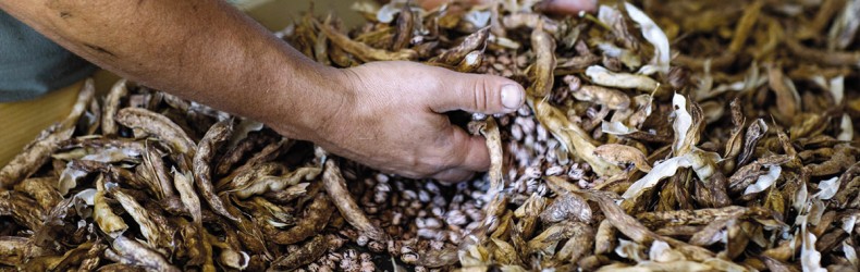 Giornata nazionale della biodiversità agraria