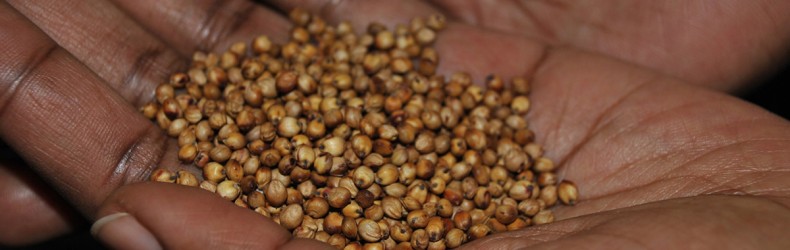 Il sorgo nell'alimentazione del pollame