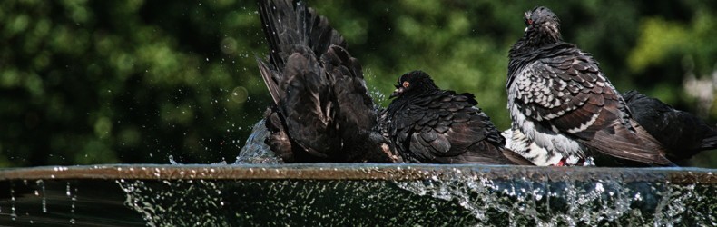 La vasca per il bagno nell'allevamento del colombo