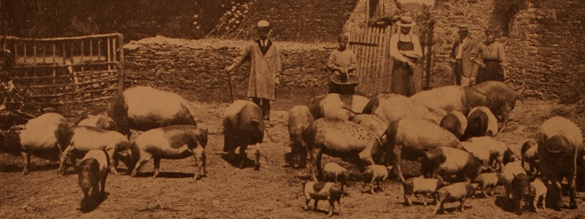 La suinicoltura in Liguria agli inizi del secolo scorso