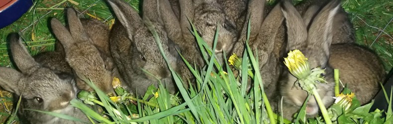 Coniglio di montagna: alimentazione estiva maschi riproduttori e femmine gestanti