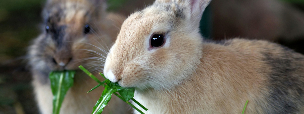 Coniglio di montagna: alimentazione estiva capi all'ingrasso