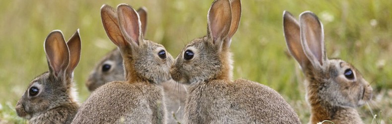 Coniglio di montagna: alimentazione invernale capi all'ingrasso