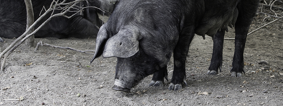 Nero di Parma