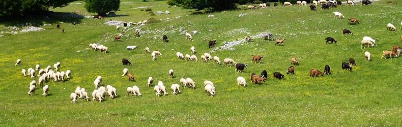 Le pecore nel Neolitico