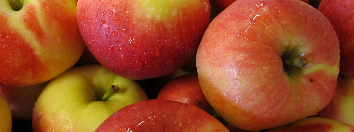 Recupero e valorizzazione delle mele irpine