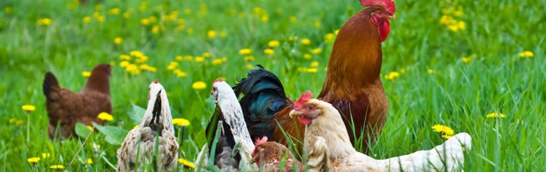 Razione alimentare per galline utilizzando solo materie prime