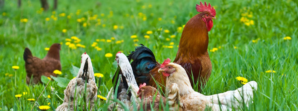 Razione alimentare per galline utilizzando solo materie prime