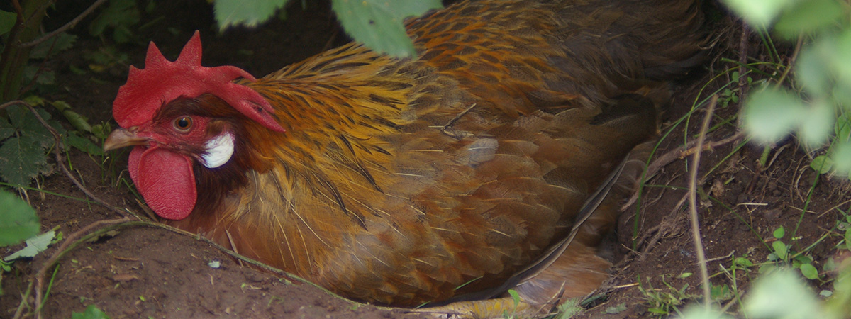 Un nido collettivo per 25 galline