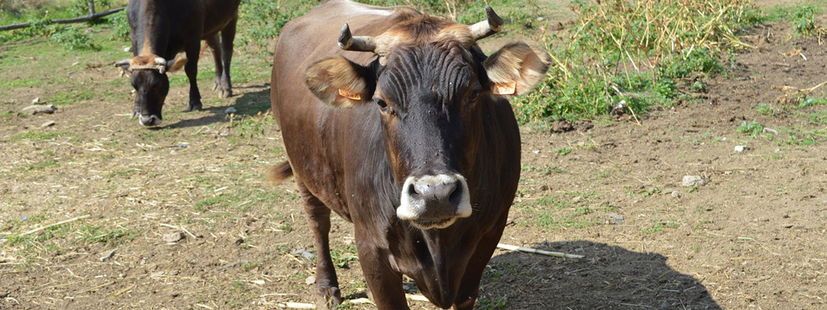 Agerolese
