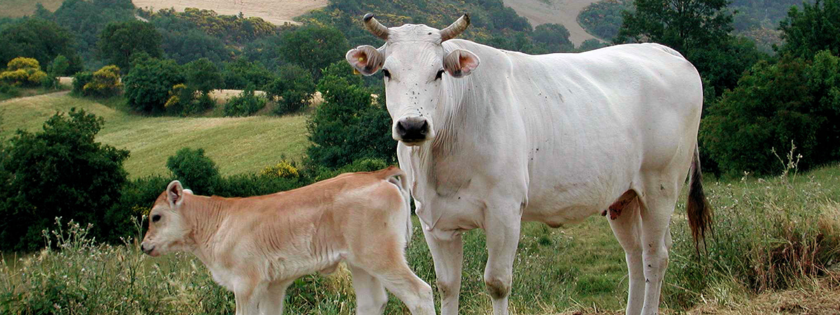 Chianina