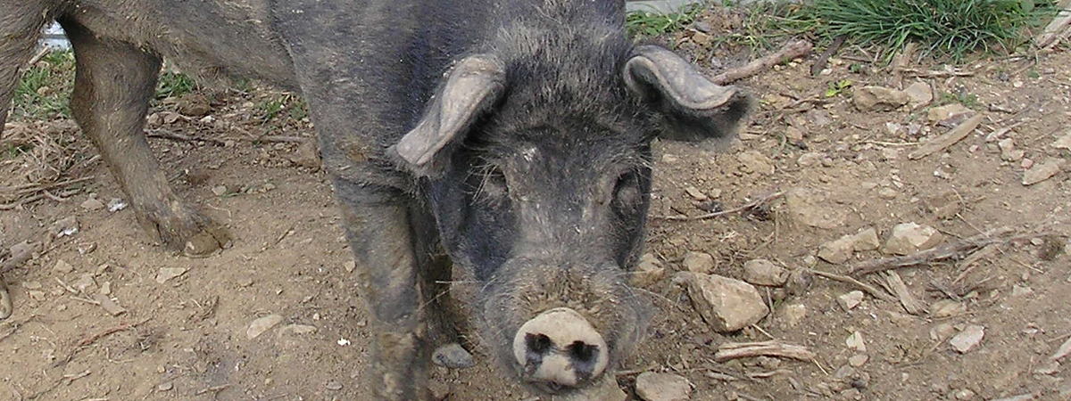 Macchiaiola maremmana
