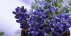 Lavanda Coldinava