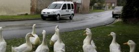 Anatre come rallentatori