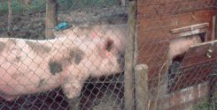 Alimentazione di finissaggio dei maiali