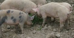 Alimentazione dei magroncelli: maiali fino a 50-60 kg. di peso