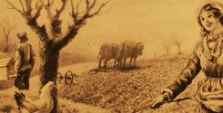 I polli del Valdarno