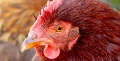 Polli di razza Rhode Island Red a Firenze