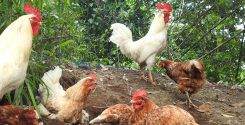 Fertilità del gallo