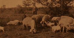 Esposizione zootecnica di Vienna del 1874