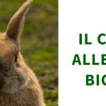 Corso sull'allevamento del coniglio