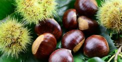 L’essiccazione delle castagne