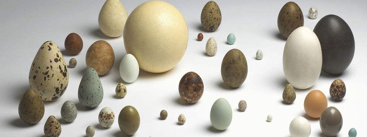 È nato prima l'uovo o la gallina? 
