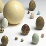 È nato prima l'uovo o la gallina? 