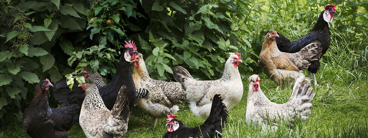 L’allevamento biologico della gallina ovaiola