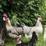 L’allevamento biologico della gallina ovaiola