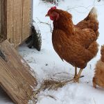 La gallina fa l'uovo e al gallo brucia il sedere