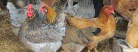 La gestione della lettiera nel pollaio d’inverno