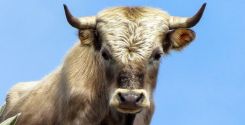 Estratto di carne Liebig