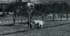 Buoi e aratro