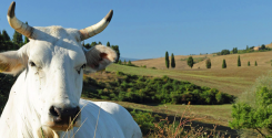 Buoni del tesoro novennali