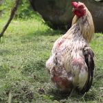 Polli con portamento a “pinguino”