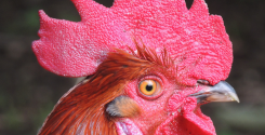 Il gallo Rivetti