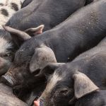 Alimentazione della scrofa a marzo