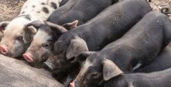 Alimentazione della scrofa a marzo