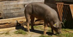 Allevamento tradizionale della scrofa ad agosto