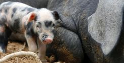 Allevamento della scrofa con metodo tradizionale a novembre