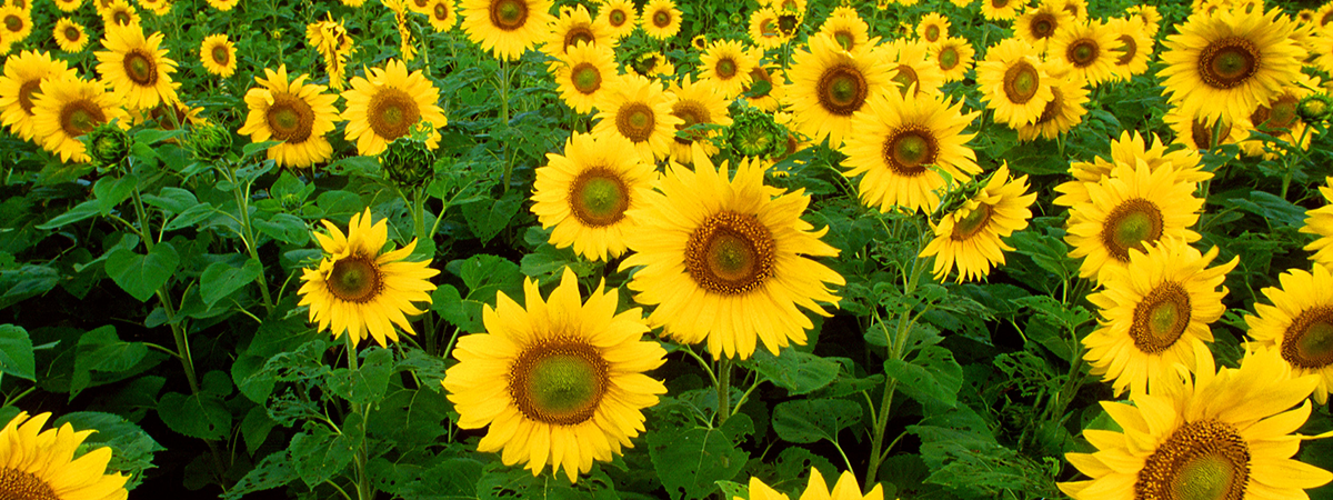 Coltivate girasoli