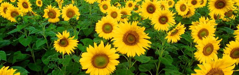 Coltivate girasoli