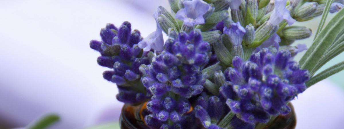 Lavanda Coldinava
