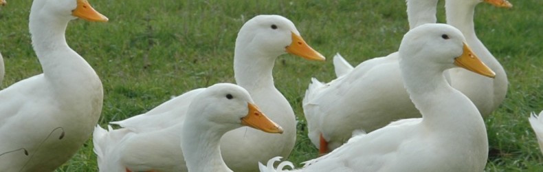 Il corteggiamento nelle anatre domestiche